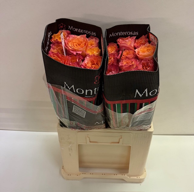 Rosa ec free spirit MR.jpg